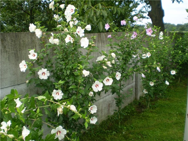 hibiskus